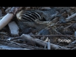 Dead Sheep On Beach 2857